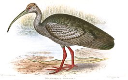 Reuzenibis