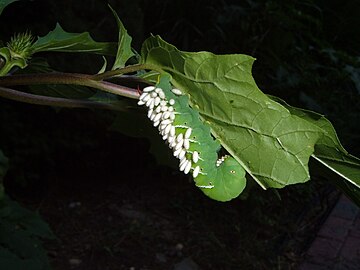 With parasitic wasp cocoons