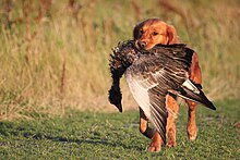 A Golden Retriever Toother met gans.JPG