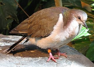 <span class="mw-page-title-main">Caribbean dove</span> Species of bird