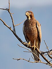 White-eyed buzzard (Butastur teesa) Photograph By Shantanu Kuveskar 2.jpg