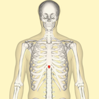 <span class="mw-page-title-main">Xiphoid process</span> Small bony extension of the lower part of the sternum