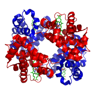 <span class="mw-page-title-main">Hemoglobin</span> Metalloprotein that binds with oxygen