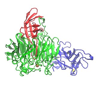 <span class="mw-page-title-main">Galactose oxidase</span>