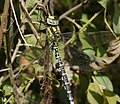 * Nomination Blaugrüne Mosaikjungfer (Southern Hawker), Männchen - Aeshna cyanea. --Hockei 18:53, 21 April 2013 (UTC) * Promotion Bit overexposed? Mattbuck 23:52, 29 April 2013 (UTC)  InfoThe software didn't indicate overexposed areas. But I reduced the exposure something. --Hockei 12:03, 30 April 2013 (UTC) Sorry, I should have just said too bright. OK now. Mattbuck 11:41, 2 May 2013 (UTC)