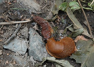 Cannibalism consuming another individual of the same species as food