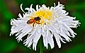 Apoidea, Bellis perennis