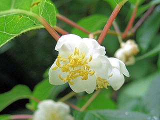 <i>Actinidia polygama</i> Species of plant