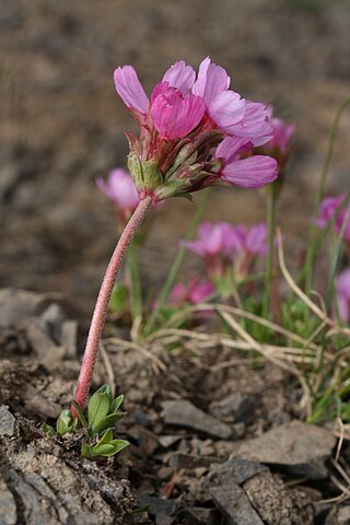 <i>Androsace</i> Genus of flowering plants in the family Primulaceae