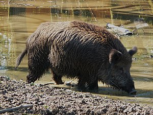 Wilswin (Sus scrofa) LC - least concern (ei trüüwet)