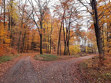 beech foliage