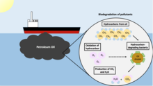 General overview of microbial biodegradation of petroleum oil by microbial communities. Some microorganisms, such as A. borkumensis, are able to use hydrocarbons as their source for carbon in metabolism. They are able to oxidize the environmentally harmful hydrocarbons while producing harmless products, following the general equation CnHn + O2 - H2O + CO2. In the figure, carbon is represented as yellow circles, oxygen as pink circles, and hydrogen as blue circles. This type of special metabolism allows these microbes to thrive in areas affected by oil spills and are important in the elimination of environmental pollutants. Biodegradation of Pollutants.png