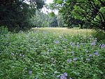 Naturlig omgivning vid "Langgraswiese".