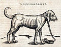 Bloodhound woodcut