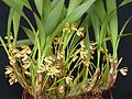 Maxillaria picta