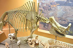 Brontotherium hatcheri