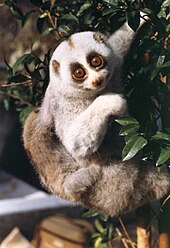 A small 6-week-old infant clings to its mothers back as she climbs vertically through the branches