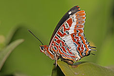 Charaxes brutus natalensis