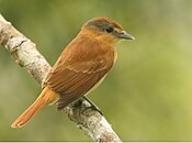 Chestnut-crowned Becard.jpg