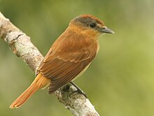 Chestnut-crowned Becard.jpg