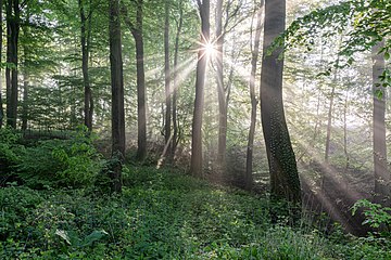 Dülmen, Rorup, NSG Roruper Holz (2021)