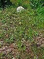 wild carrot (Daucus carota subsp. carota)