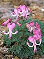 Dicentra peregrina