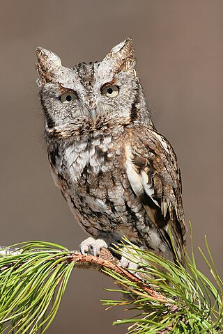 <span class="mw-page-title-main">Eastern screech owl</span> Species of owl