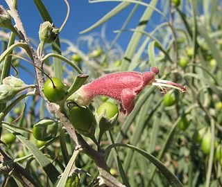 <i>Eremophila longifolia</i> Species of plant