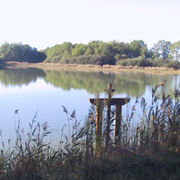 Салонь, сажалкі і лес.