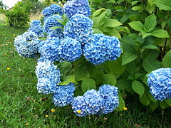 Fleurs d'hortensia en sol riche en Al3+.