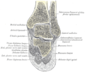 Coronal section through right ankle and subtalar joints. (Label for Peroneus brevis is at right, third from the bottom.)