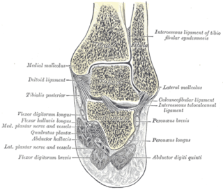 <span class="mw-page-title-main">Malleolus</span> Ankle bone protrusion