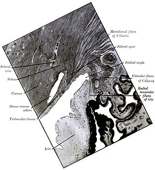 <span class="mw-page-title-main">Scleral spur</span> Annular structure composed of collagen in the human eye