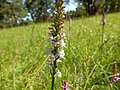 Gymnadenia odoratissima white colour Germany - Silberberg (Enzkreis)