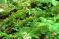 Image 6Downed wood replenishes topsoil as it decays. (from Old-growth forest)