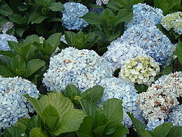 Didžialapė hortenzija (Hydrangea macrophylla)