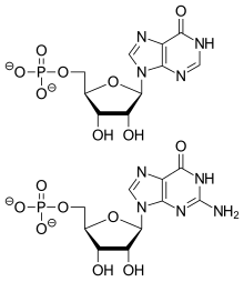 Comparison of the chemical structures of IMP (top) and GMP (bottom) IMP and GMP.svg