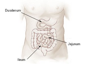 <span class="mw-page-title-main">Midgut</span> Embryonic structure from which most of the human intestines develop