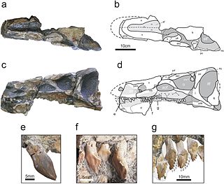 <i>Isaberrysaura</i> Extinct genus of dinosaurs