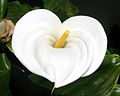 Zantedeschia aethiopica