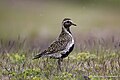 Breeding plumage; Hafnarfjordur, Iceland