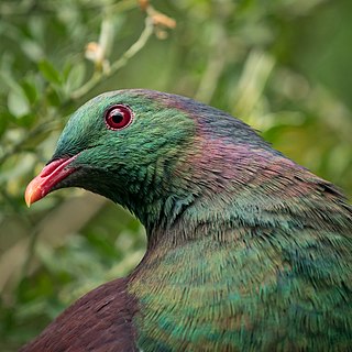 <span class="mw-page-title-main">Biodiversity of New Zealand</span> The variety of life forms indigenous to New Zealand