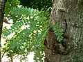 "bark and foliage"