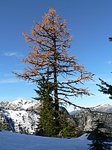 Subalpine larch (Larix lyallii)