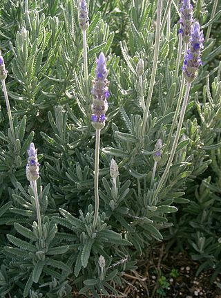 <i>Lavandula dentata</i> Species of flowering plant