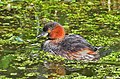 LittleGrebe (छोटी टिबुकली)