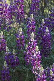 <i>Lupinus albifrons</i> Species of legume