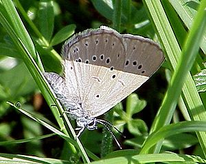 고운점박이푸른부전나비(Maculianea teleius)