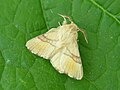 Malacosoma neustria (Linnaeus, 1758)